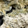Enigma Psilocybe Cubensis - Image 4